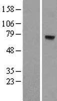 MTO1 Protein (Over-Expression Lysate Myc-DDK (Flag))