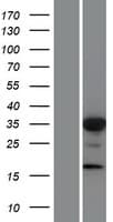 FOXL1 Protein (Over-Expression Lysate Myc-DDK (Flag))