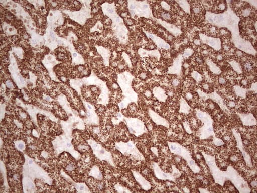 Monoclonal Mouse anti-Human ABAT Antibody (clone OTI6H1, Carrier-free, aa29-323, IHC, WB)
