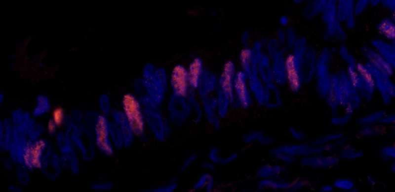 MCM2 Antibody (phospho-Ser108)