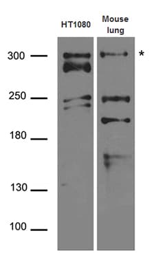 ATR Antibody