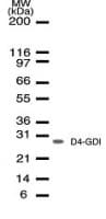 ARHGDIB / D4 GDI Antibody (clone 10D774)