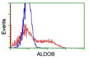 ALDOB Antibody (clone OTI 5D1)