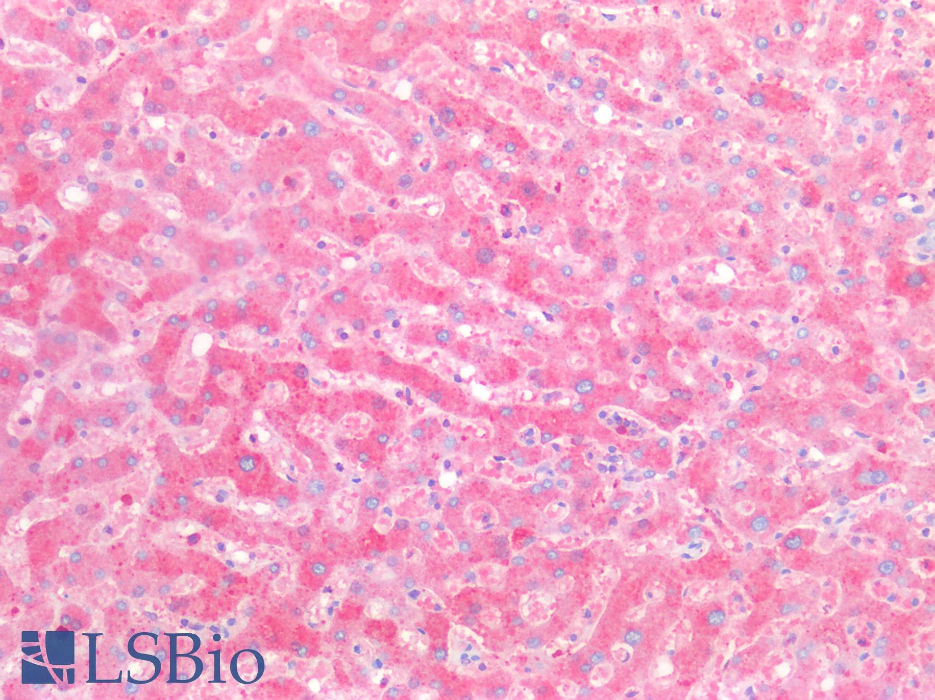 IHC-plus™ ORM2 / Orosomucoid 2 Antibody