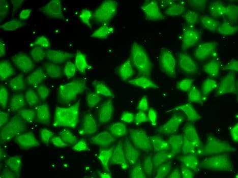 MLST8 / GBL Antibody