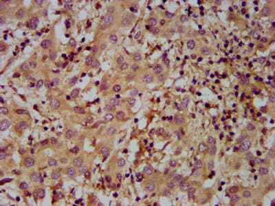 MOV10L1 Antibody