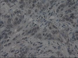 IL3 Antibody (clone OTI3B11)