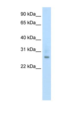 ATF1 Antibody (N-Terminus)