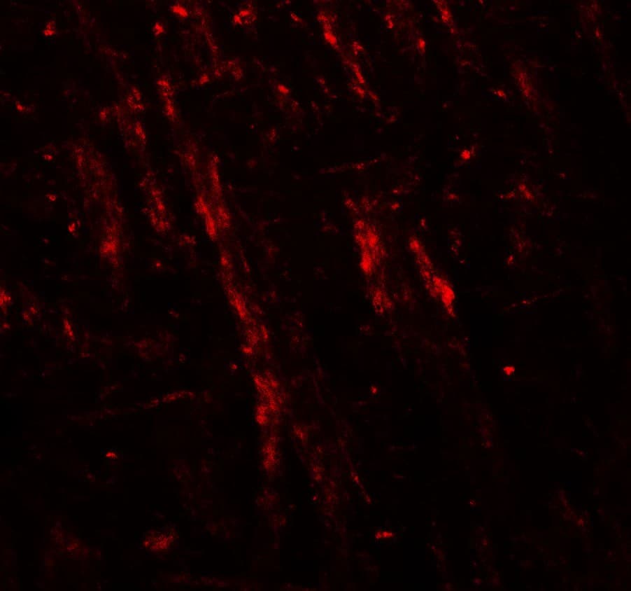 IHC-plus™ NLGN2 / Neuroligin 2 Antibody