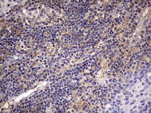KYNU Antibody (aa1-216, clone OTI1H1, Carrier-free)