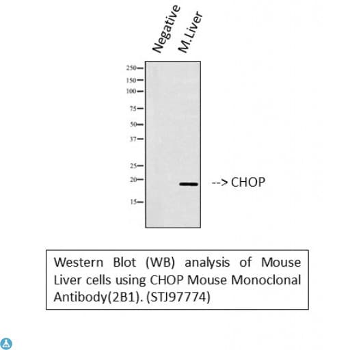 DDIT3 / CHOP Antibody