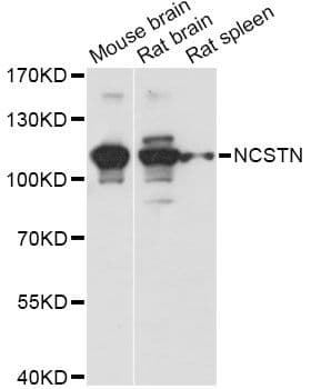 NCSTN / Nicastrin Antibody