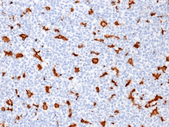 AIF1 / IBA1 Antibody (clone AIF1/1909)