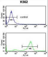 Polyclonal Rabbit anti-Human TSPAN2 Antibody (aa109-137, WB)
