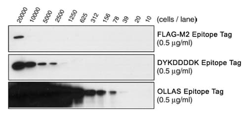 OLLAS Tag Antibody (Extracellular Domain, clone L2)