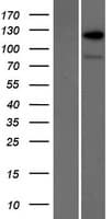 RANBP6 Protein (Over-Expression Lysate Myc-DDK (Flag))
