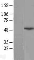 FBXO5 / EMI1 Protein (Over-Expression Lysate Myc-DDK (Flag))
