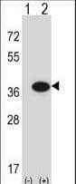 GMPR1 / GMPR Antibody (aa238-267)