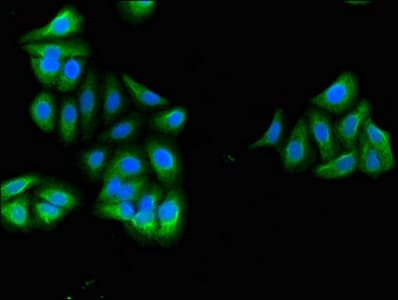 RGS18 Antibody