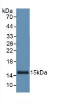 SAA1 / SAA / Serum Amyloid A Antibody (FITC)