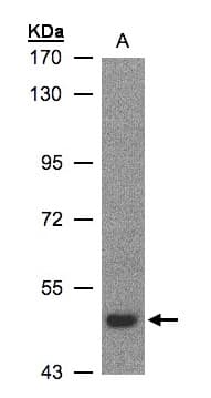 LBP Antibody (aa166-467)