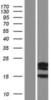 SPATA19 Protein (Over-Expression Lysate Myc-DDK (Flag))