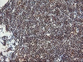POLR2E Antibody (clone OTI3B5, Carrier-free)
