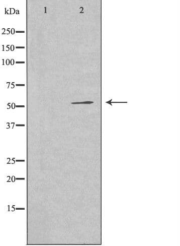 G3BP2 Antibody
