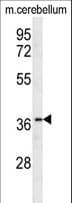 Polyclonal Rabbit anti-Human OR10X1 Antibody (aa83-112, WB)