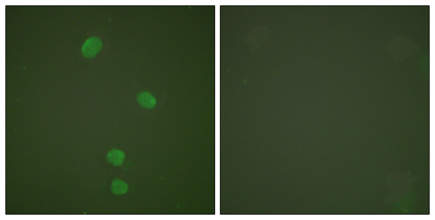 MCM5 Antibody (aa21-70)