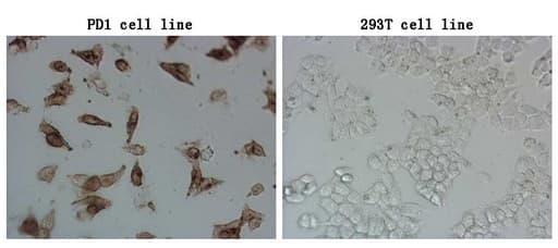 Monoclonal Mouse anti-Human PDCD1 / CD279 / PD-1 Antibody (clone OTI17F7, Carrier-free, IF, WB)