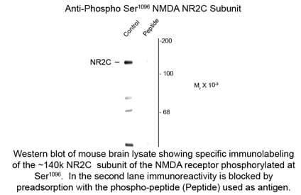 GRIN2C / NMDAR2C / NR2C Antibody (phospho-Ser1096)