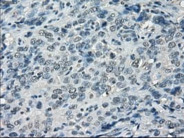 LTA4H / LTA4 Antibody (clone OTI3C11)