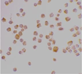 IHC-plus™ CASP9 / Caspase 9 Antibody
