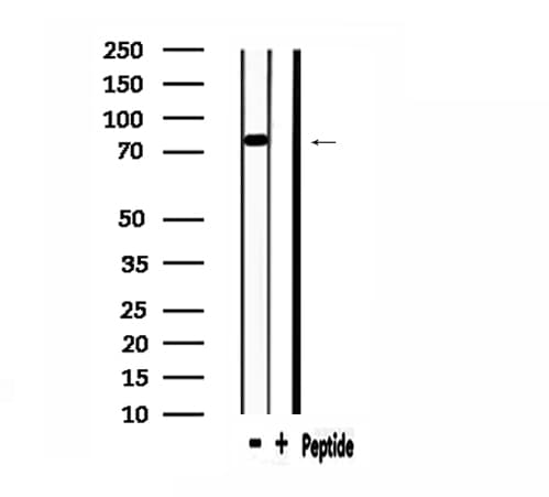 DGKA Antibody