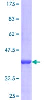 Human PDE9A Protein (Recombinant GST, N-terminus)