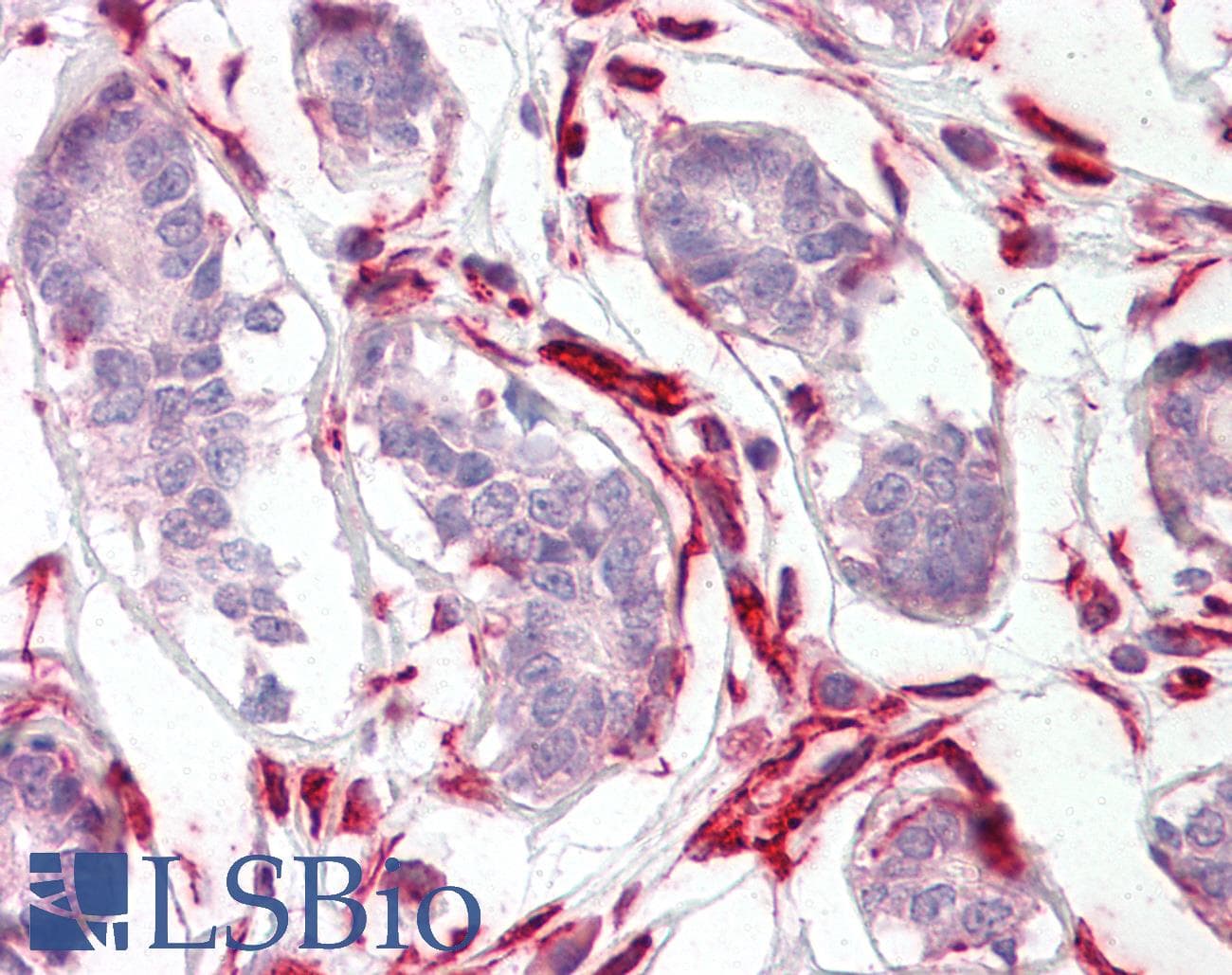 IHC-plus™ CXXC4 Antibody (aa349-362)