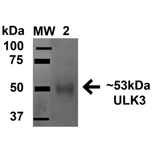 ULK3 Antibody (Atto 488)