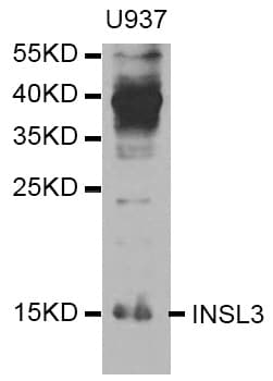 INSL3 Antibody