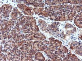 PSMA6 Antibody (clone OTI3B8)