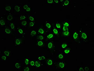HIST1H2BN Antibody