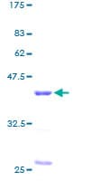 Human RBX1 / ROC1 Protein (Recombinant GST)