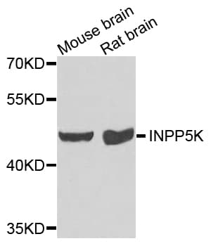 IHC-plus™ INPP5K / SKIP Antibody