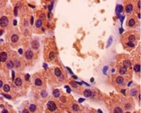 GAPDH Antibody