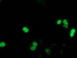 SSX1 Antibody (clone OTI2E9, Carrier-free)