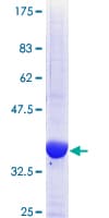 Human TRIB1 Protein (Recombinant GST, N-terminus)