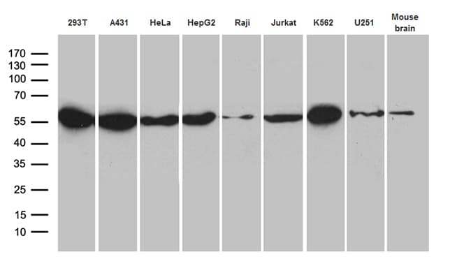 HNRNPH1 / hnRNP H Antibody (clone OTI5D11)