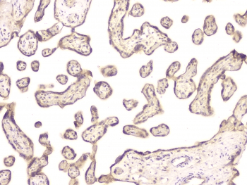 Polyclonal Rabbit anti-Human BMP15 Antibody (IHC, WB)