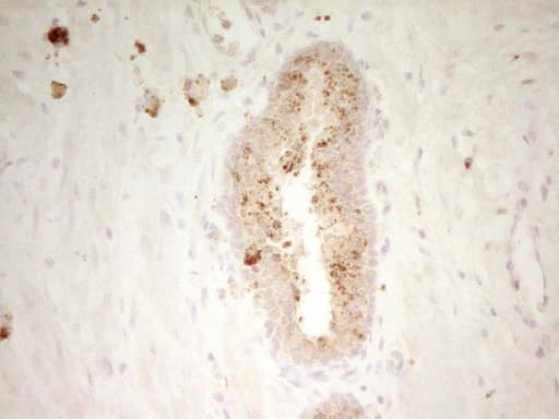 PON3 Antibody (aa30-319, clone OTI5C3)