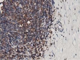 MICAL1 / MICAL Antibody (clone OTI4B1, Carrier-free)